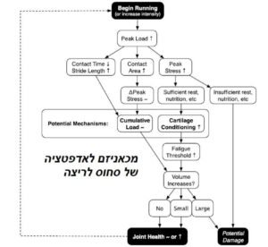 מאמר ברכיים איור 1